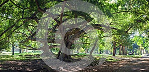 Ficus benjamina with long branches in botanical Garden, Kandy