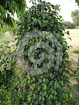 FICUS BENJAMINA MENIQUE