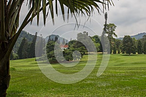 Ficus benjamina in Peradeniya Botanical Gardens