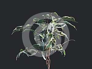 Ficus Benjamina plant isolated on blac