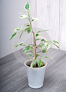 Ficus benjamina is a species of flowering plant