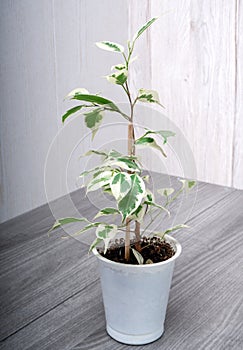 Ficus benjamina is a species of flowering plant