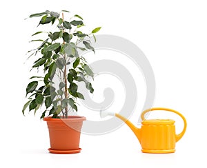Ficus Benjamina and sprinkling can