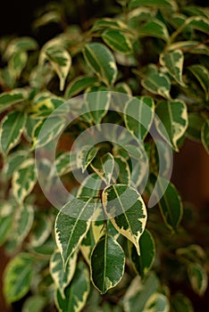 Ficus benjamina Starlight leaves close up