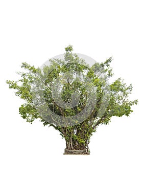 Ficus benjamina tree isolated on white