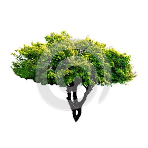 Ficus benjamina tree on white background