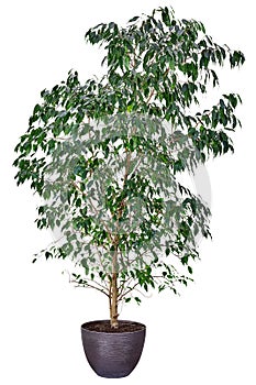 Ficus benjamina on white background