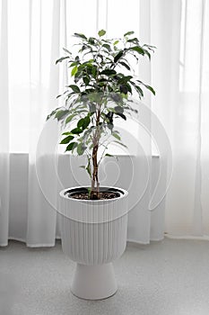 Ficus benjamina in a white pot in the living room.