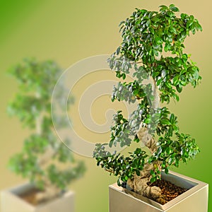 Ficus bonsai dwarf tree on gradient blurred background