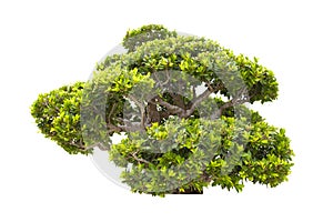 Ficus Bonsai, is a plant or tree that is dwarfed