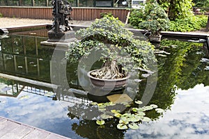 The Ficus bonsai in a tub in the middle of the pond as a decoration of park