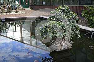 The Ficus bonsai in a tub in the middle of the pond as a decoration of park