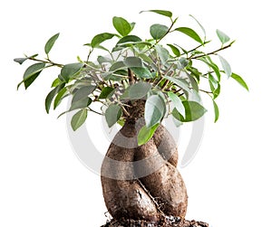 ficus bonsai with white background