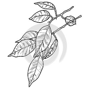 Ficus branch with decorative leaves on a transparent background, monochrome illustration, line