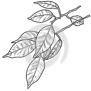 Ficus branch with decorative leaves on a white background, monochrome illustration, line