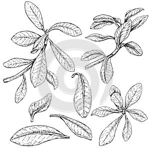 Ficus Branches Sketch