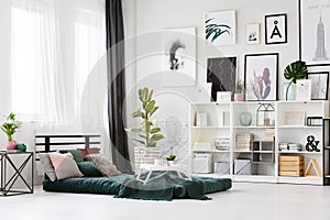 Ficus in bright bedroom interior