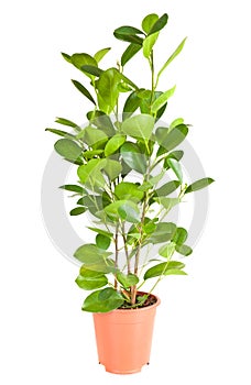 Ficus in the brown pot