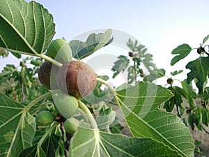 Ficus carica branch with figs