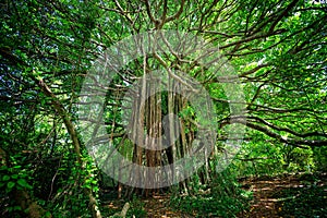 Ficus citrifolia tree, also known as the shortleaf fig