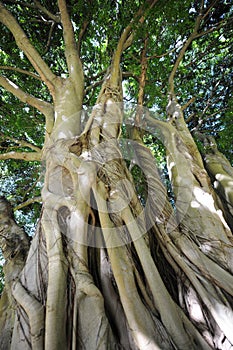 Ficus craterostoma, Bosvy Forest Fig, a species of Strangler fig, South Africa