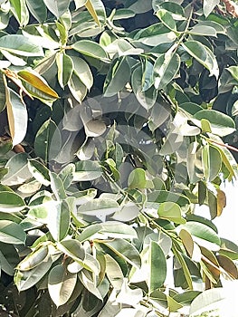 Ficus Elastica