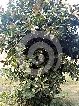 Ficus Elastica