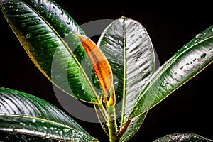 Ficus elastica `abidjan` - colorful foliage.