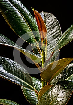 Ficus elastica `abidjan` - colorful foliage.