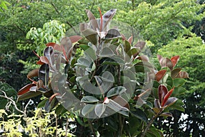 Ficus elastica (Also known as the rubber fig, rubber bush, rubber tree) in nature.