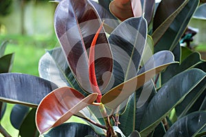 Ficus elastica (Also known as the rubber fig, rubber bush, rubber tree) in nature.