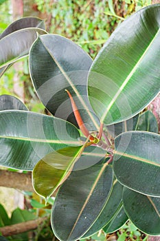 Ficus elastica (Also known as the rubber fig, rubber bush, rubber tree) in nature.