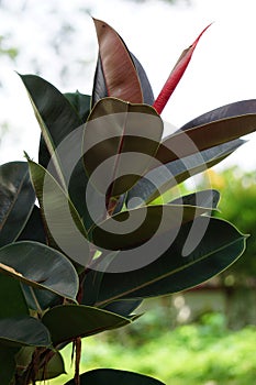 Ficus elastica (Also known as the rubber fig, rubber bush, rubber tree) in nature.