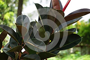 Ficus elastica (Also known as the rubber fig, rubber bush, rubber tree) in nature.