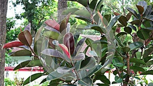 Ficus elastica (Also known as the rubber fig, rubber bush, rubber tree) in nature.