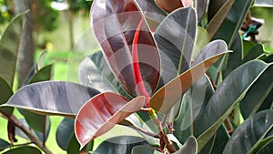 Ficus elastica (Also known as the rubber fig, rubber bush, rubber tree) in nature.