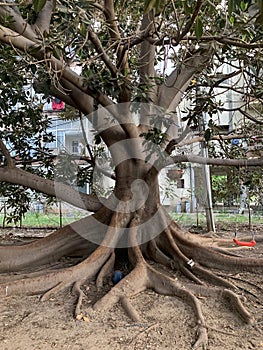 Ficus elastica, also known as the rubber plant lat. Ficus elastica