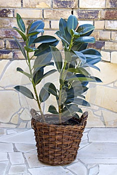 Ficus elastica in a basket