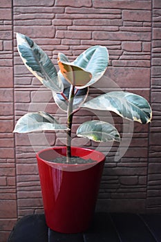 Ficus Elastica bicolor