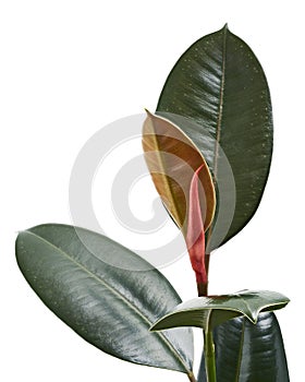 Ficus elastica burgundy leaves, Burgundy Rubber tree, isolated on white background with clipping path