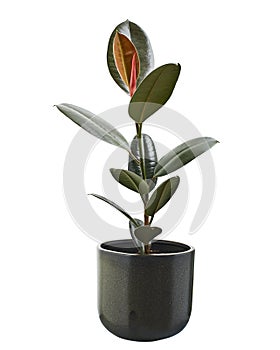 Ficus elastica burgundy leaves, Burgundy Rubber tree in pot, isolated on white background with clipping path