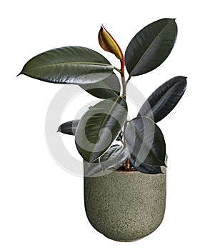 Ficus elastica burgundy leaves, Burgundy Rubber tree in pot, isolated on white background with clipping path