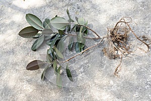 Ficus Elastica burgundy rubber plant with roots