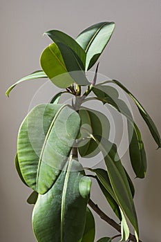 Ficus elastica, ficus-indica