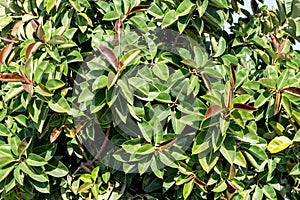 Ficus elastica, Ficus leaves texture