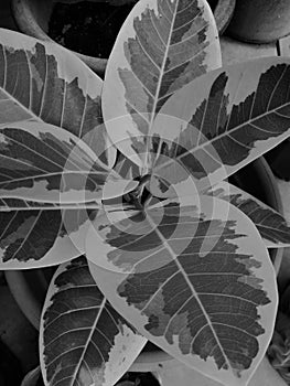 Ficus elastica flower plant in black and white