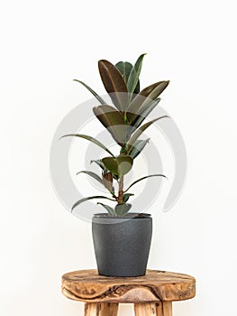 Ficus Elastica houseplant in gray ceramic pot on wood stool