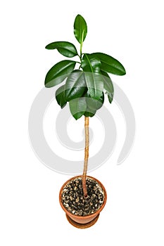 Ficus elastica, houseplant in a pot
