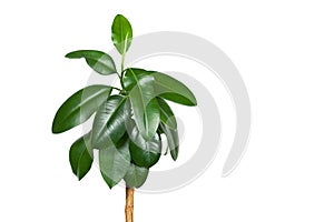 Ficus elastica, houseplant on a white