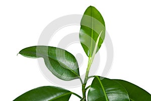 Ficus elastica, indoor plant, on a white